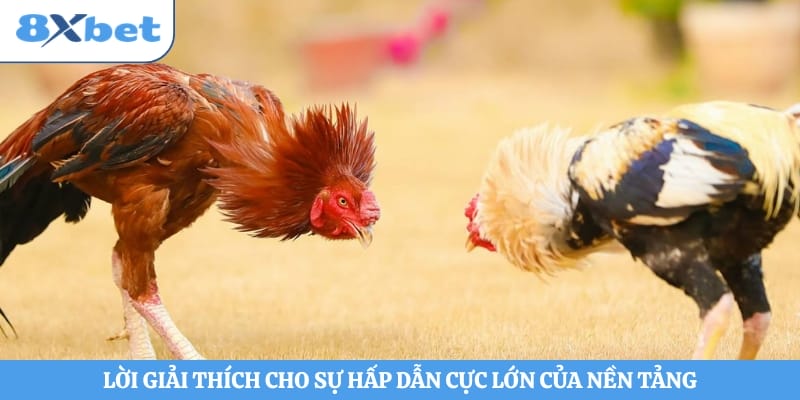 Lời giải thích cho sự hấp dẫn cực lớn của nền tảng