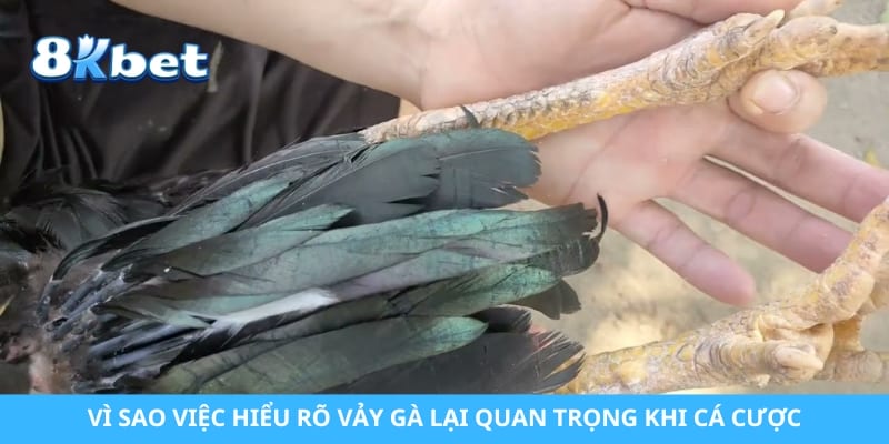 Vì sao việc hiểu rõ vảy gà lại quan trọng khi cá cược 